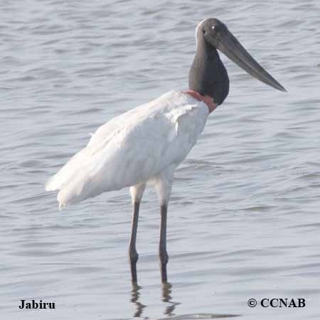 Birds of North America