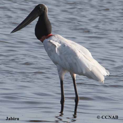 Jabiru