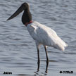 Jabiru