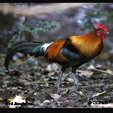 Junglefowl