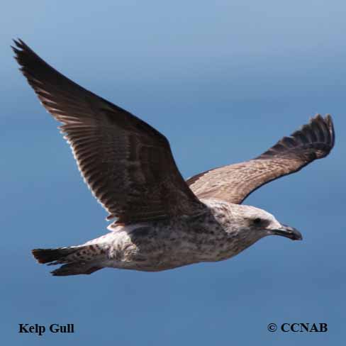 Kelp Gull