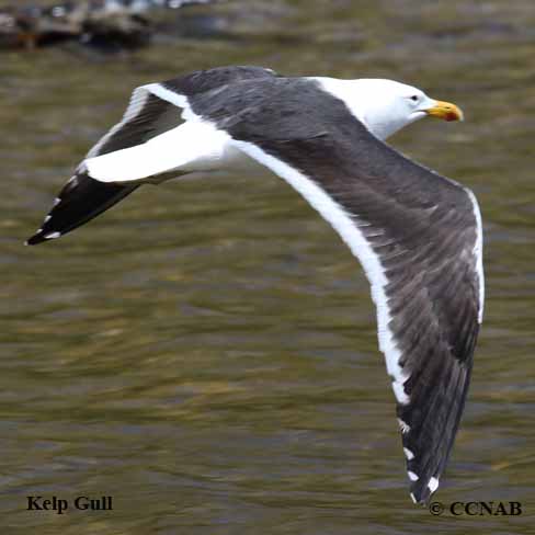 Kelp Gull