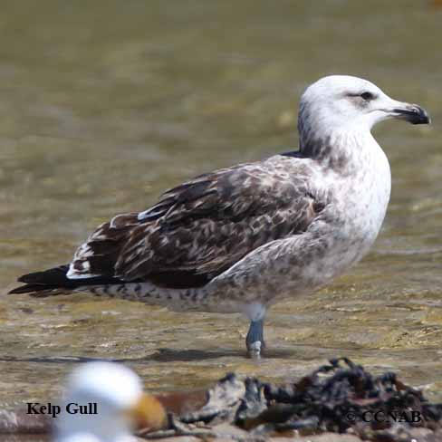 Birds of North America