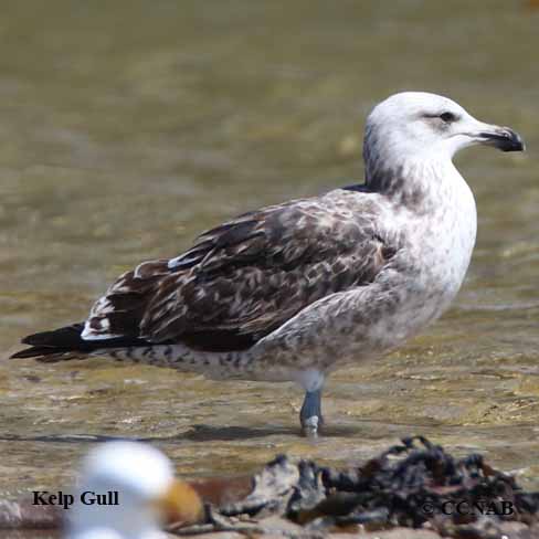 Kelp Gull