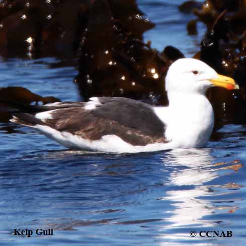 Kelp Gull