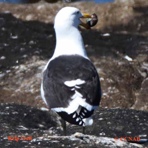 Kelp Gull