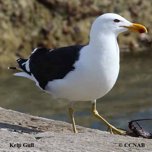 Kelp Gull