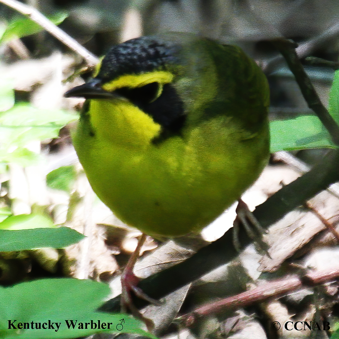 Birds of North America