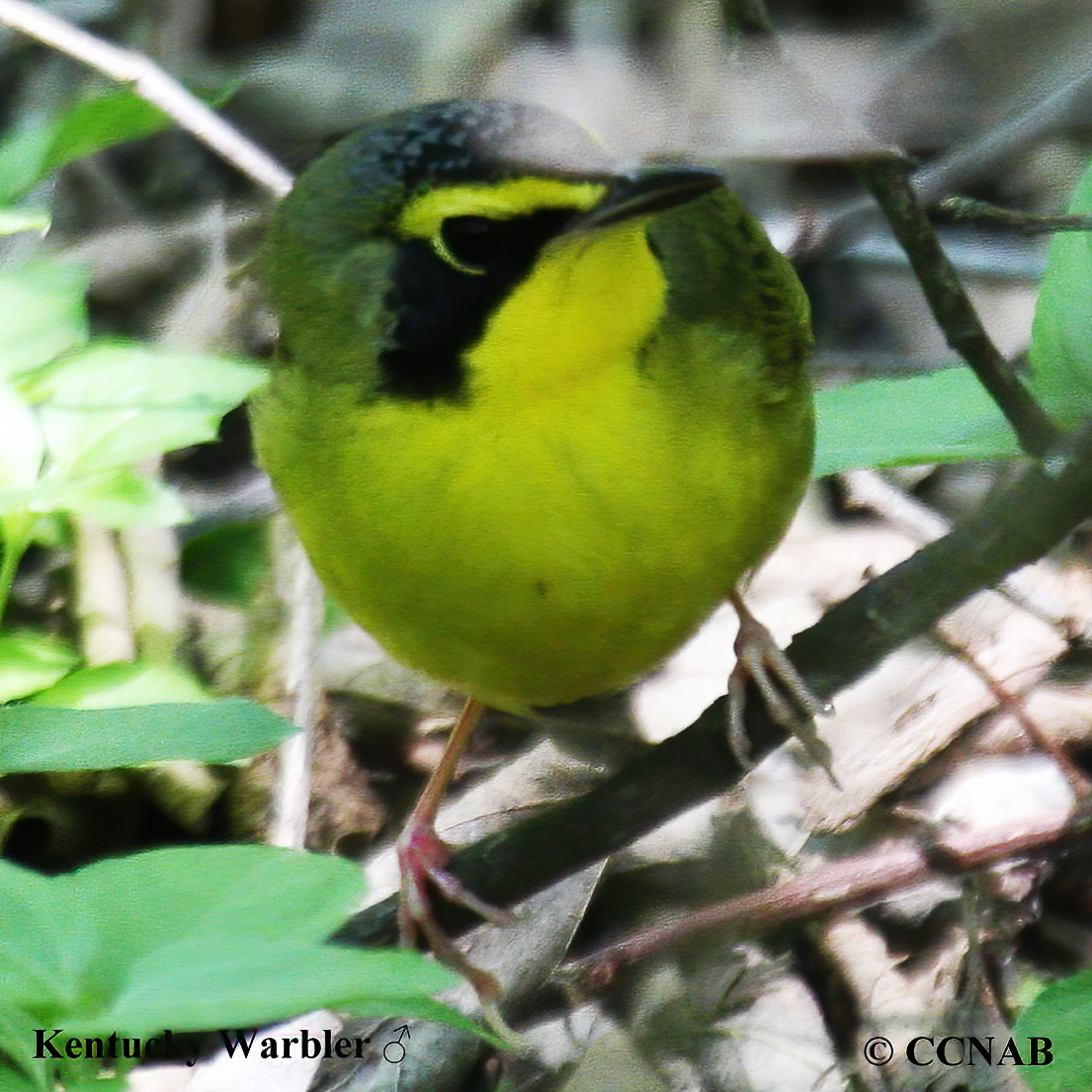 Birds of North America