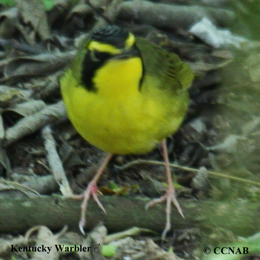 Birds of North America