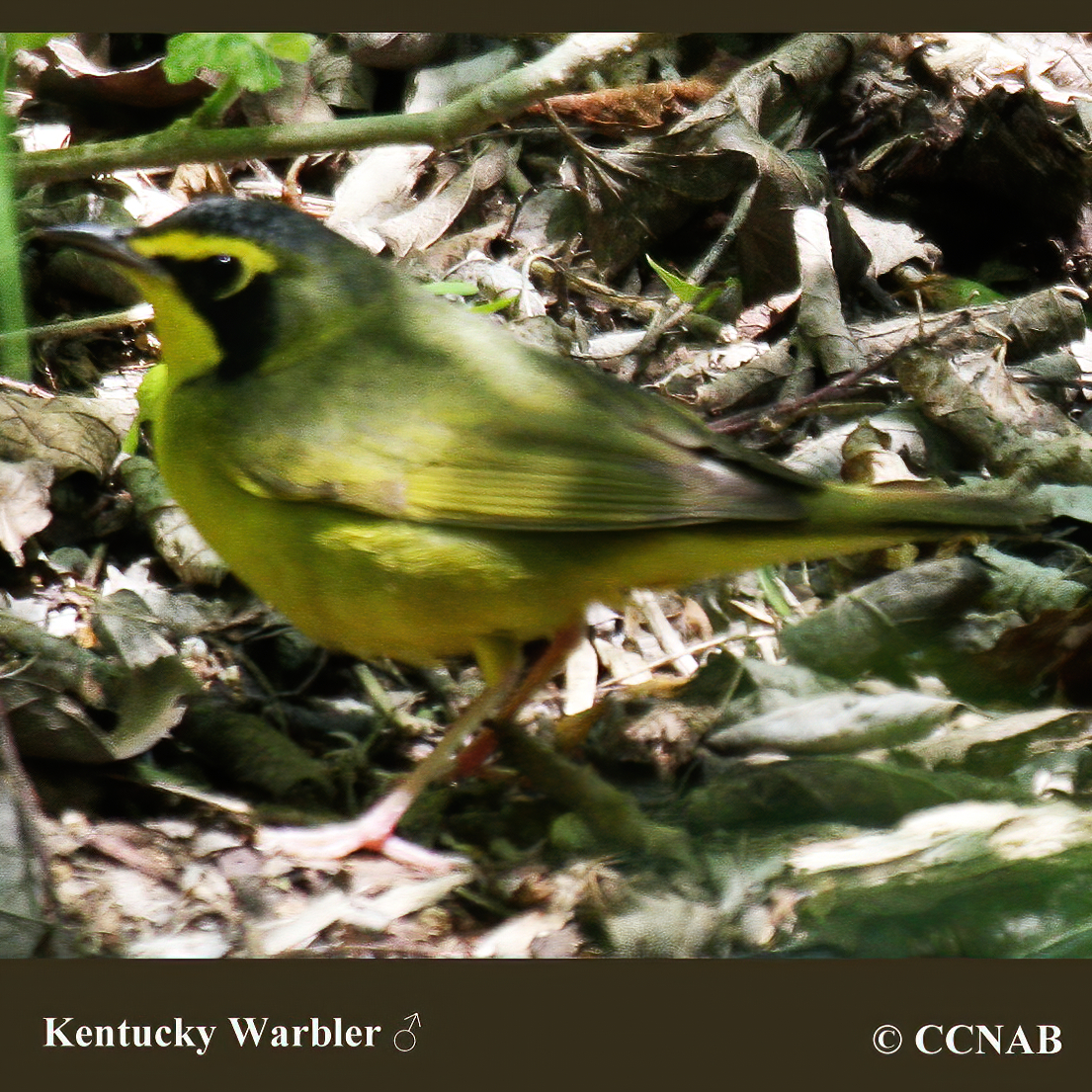 Birds of North America