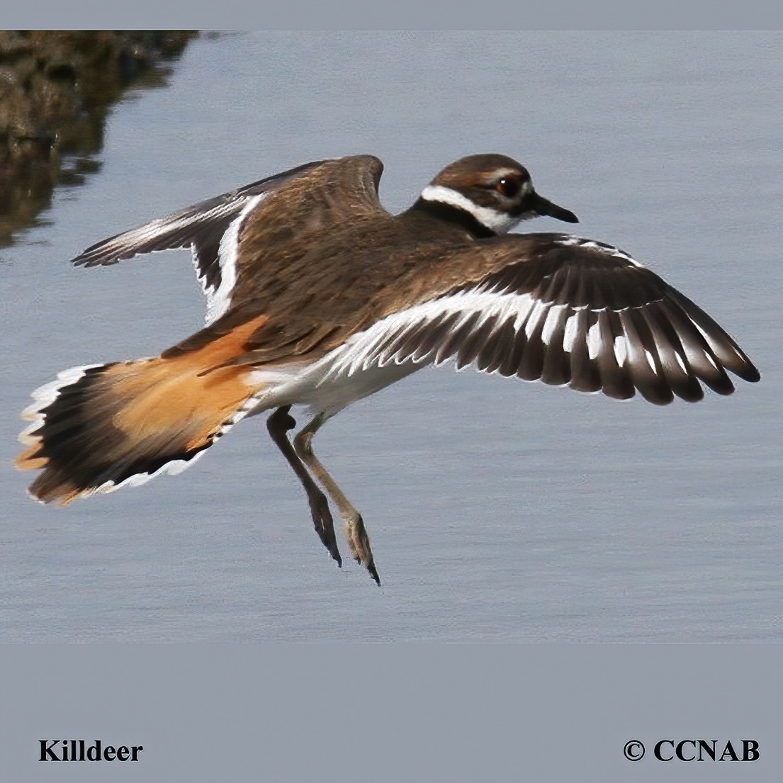 Killdeer (Charadrius vociferus) North American Birds Birds of North