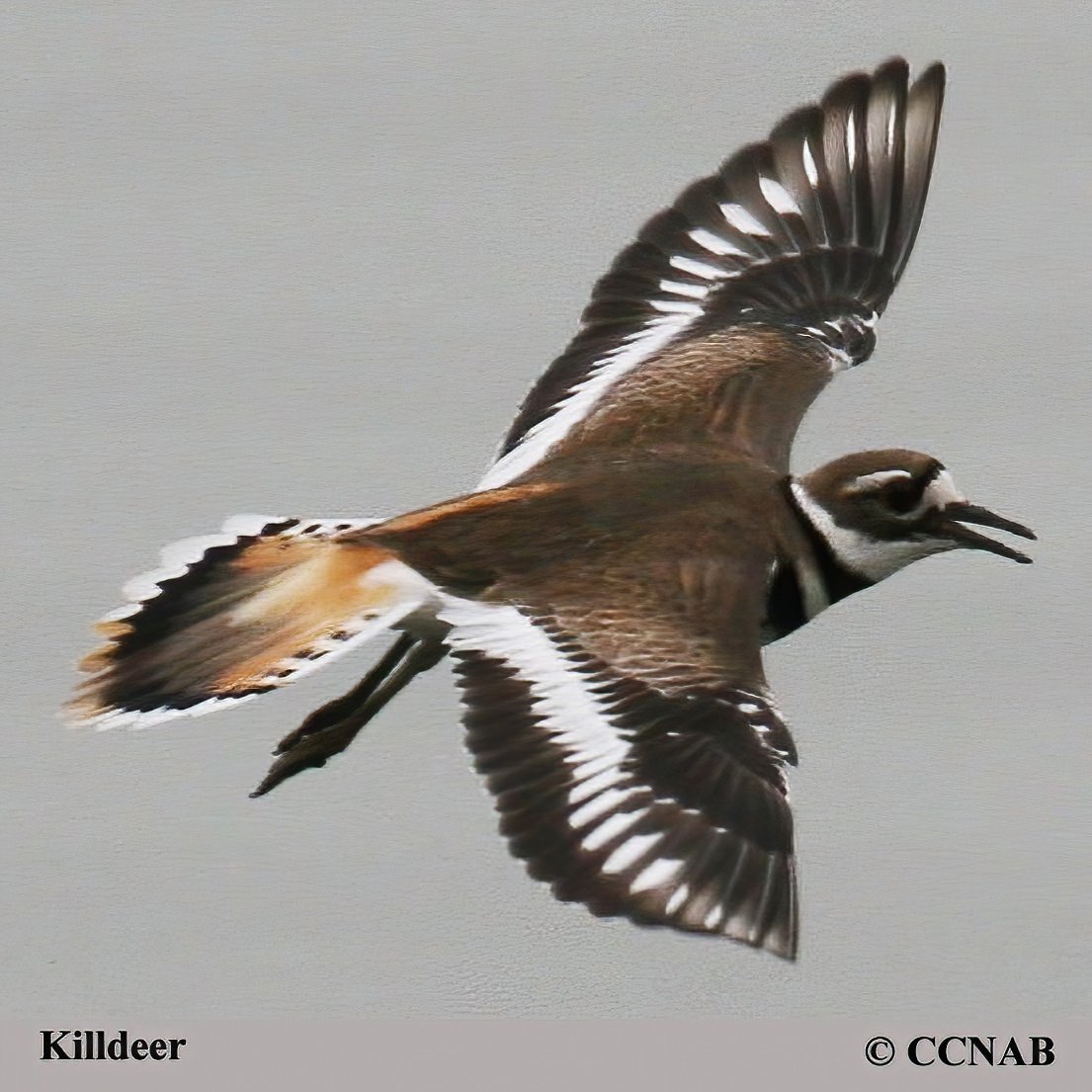 Killdeer