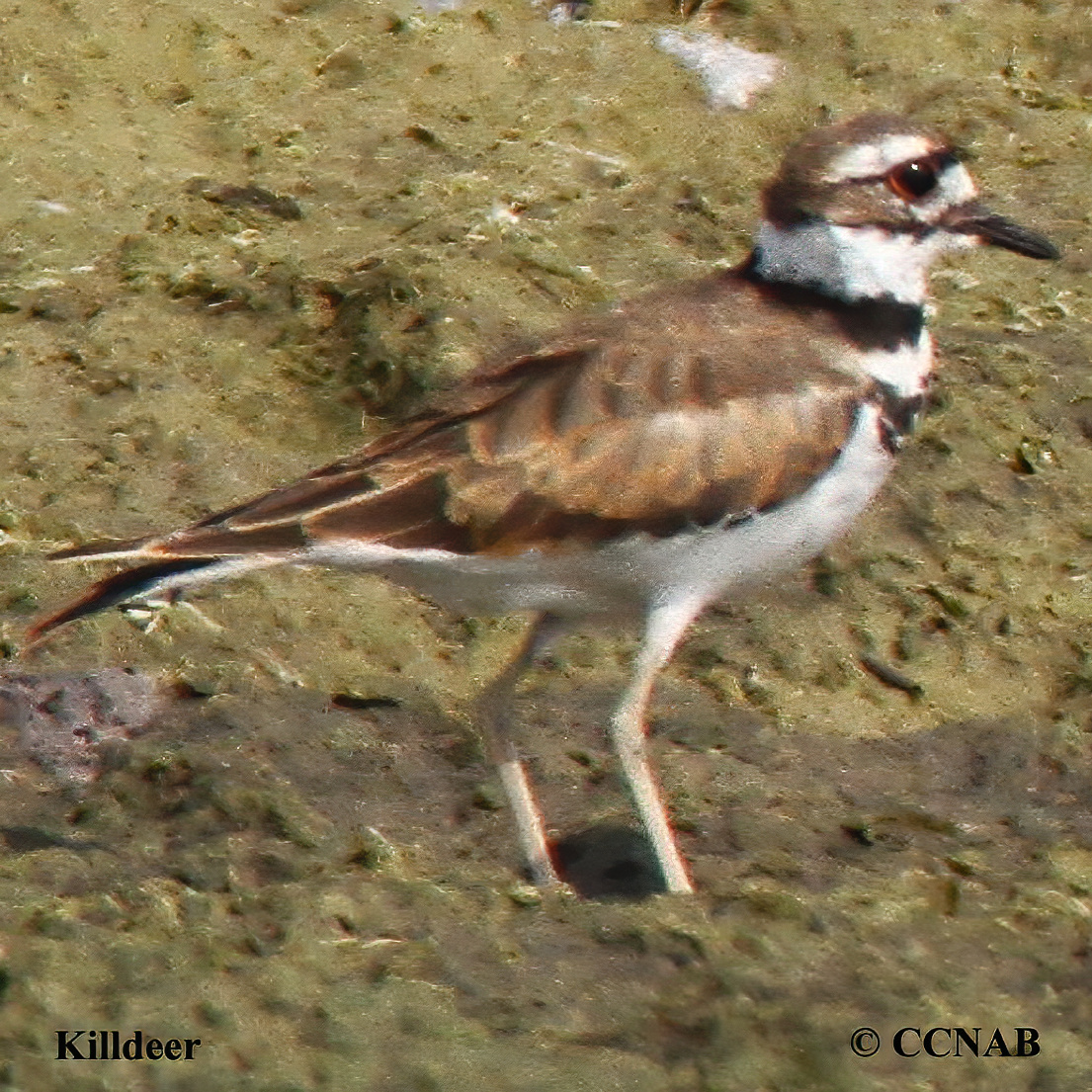 North American Plovers