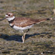 Killdeer range map