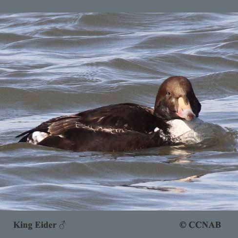 King Eider