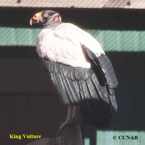 King Vulture