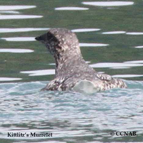 Kittlitz's Murrelet