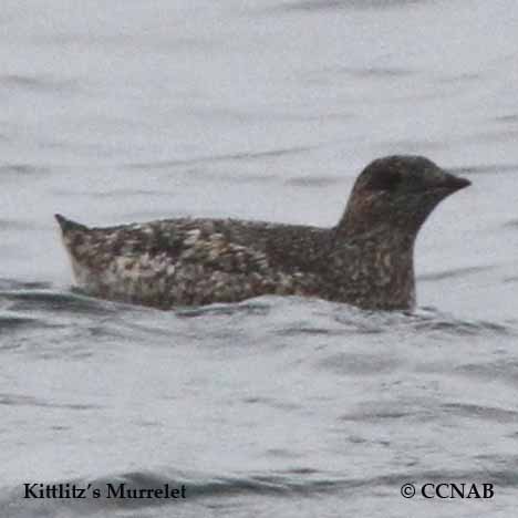 Kittlitz's Murrelet