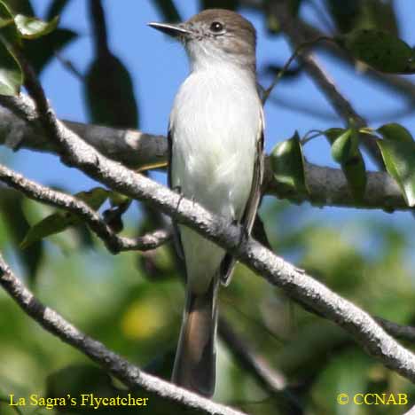 La Sagra's Flycatcher