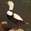 Labrador Duck