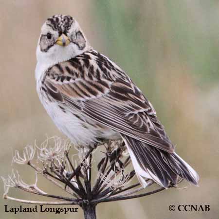 Lapland Longspur