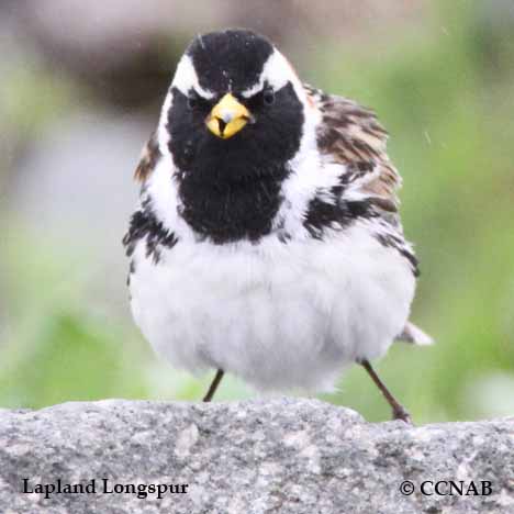 Lapland Longspur