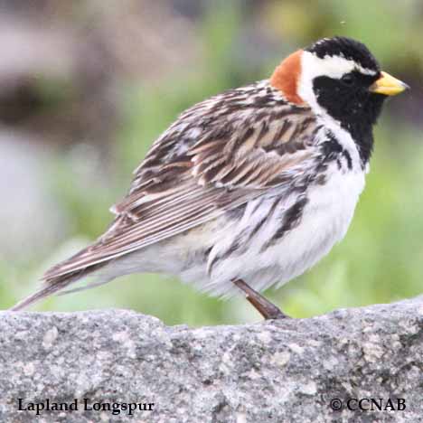 Lapland Longspur