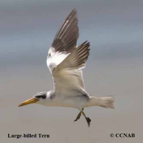 Large-billed Tern