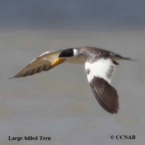 Large-billed Tern