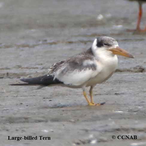 Large-billed Tern