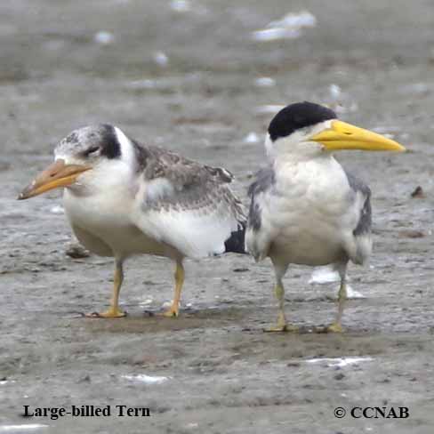 Large-billed Tern