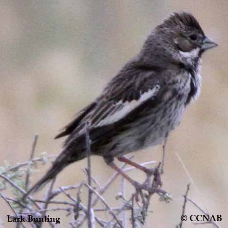 Lark Bunting