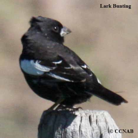 Lark Bunting