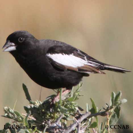Lark Bunting