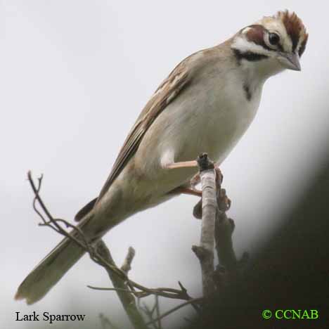 North American Birds songs and calls