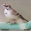 Lark Sparrow