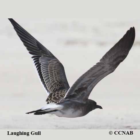 Birds of North America