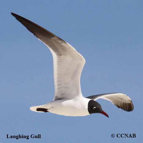 Laughing Gull