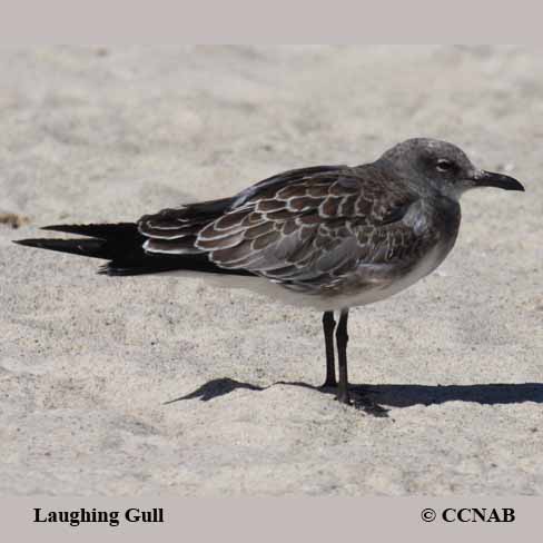 Birds of North America