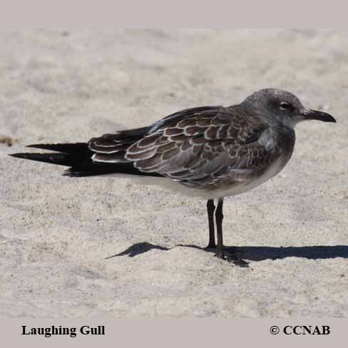 Laughing Gull