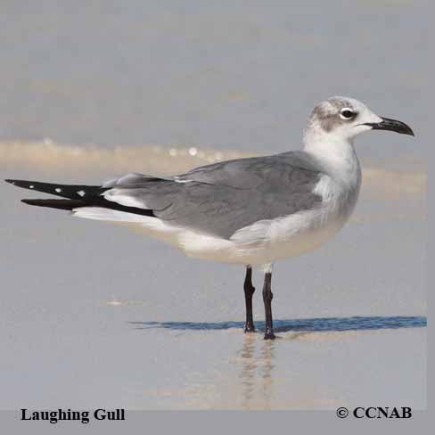 Laughing Gull