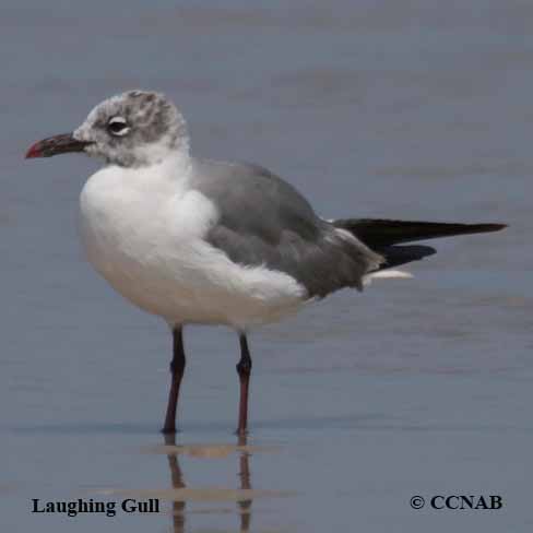 Birds of North America