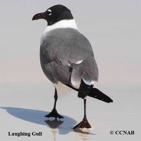 Laughing Gull