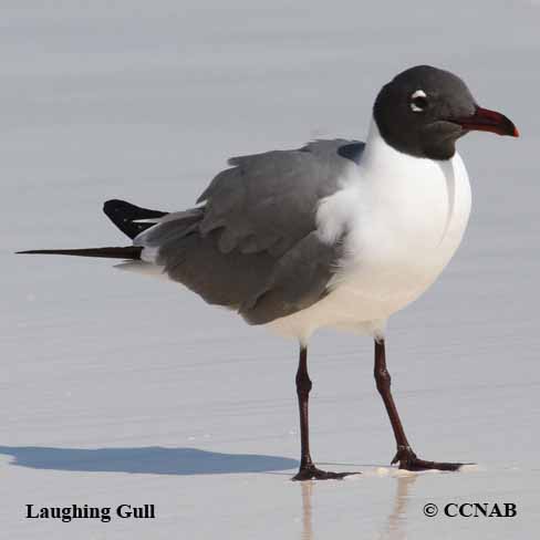 Laughing Gull