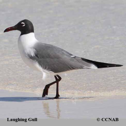 Birds of North America