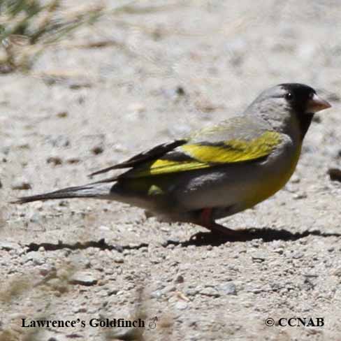 Lawrence's Goldfinch