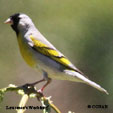 Lawrence's Goldfinch