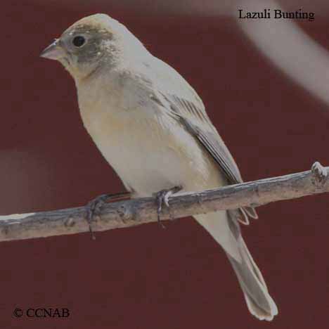 Lazuli Bunting