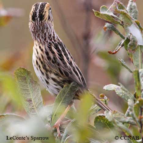 LeConte's Sparrow